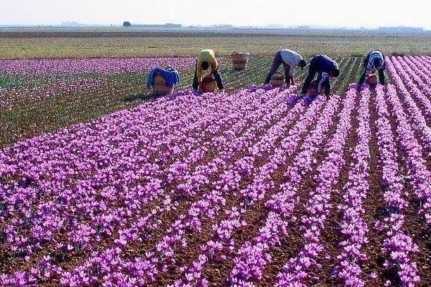 Persian saffron