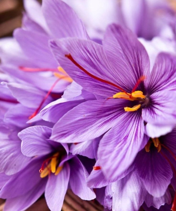 Persian saffron